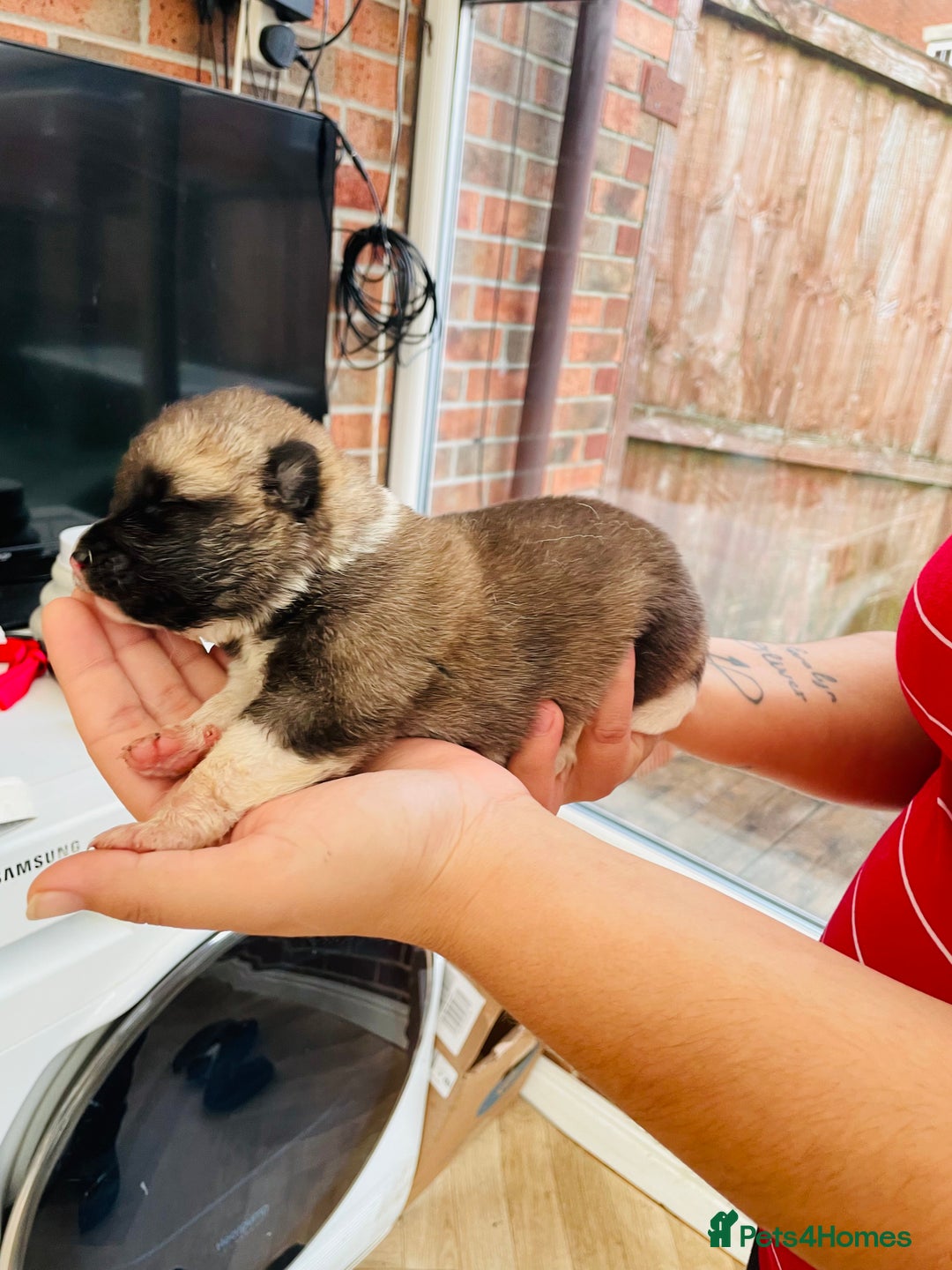 Akita dogs for sale: AMERICAN AKITA PUPPIES FOR SALE - Advert 6