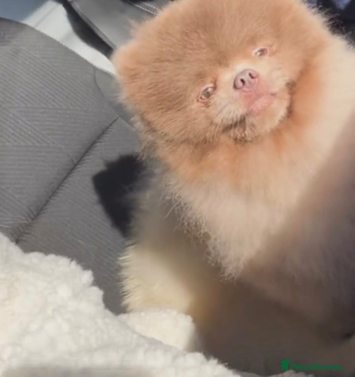 Pomeranian dogs Beautiful   **   Pomeranian  - Advert 2