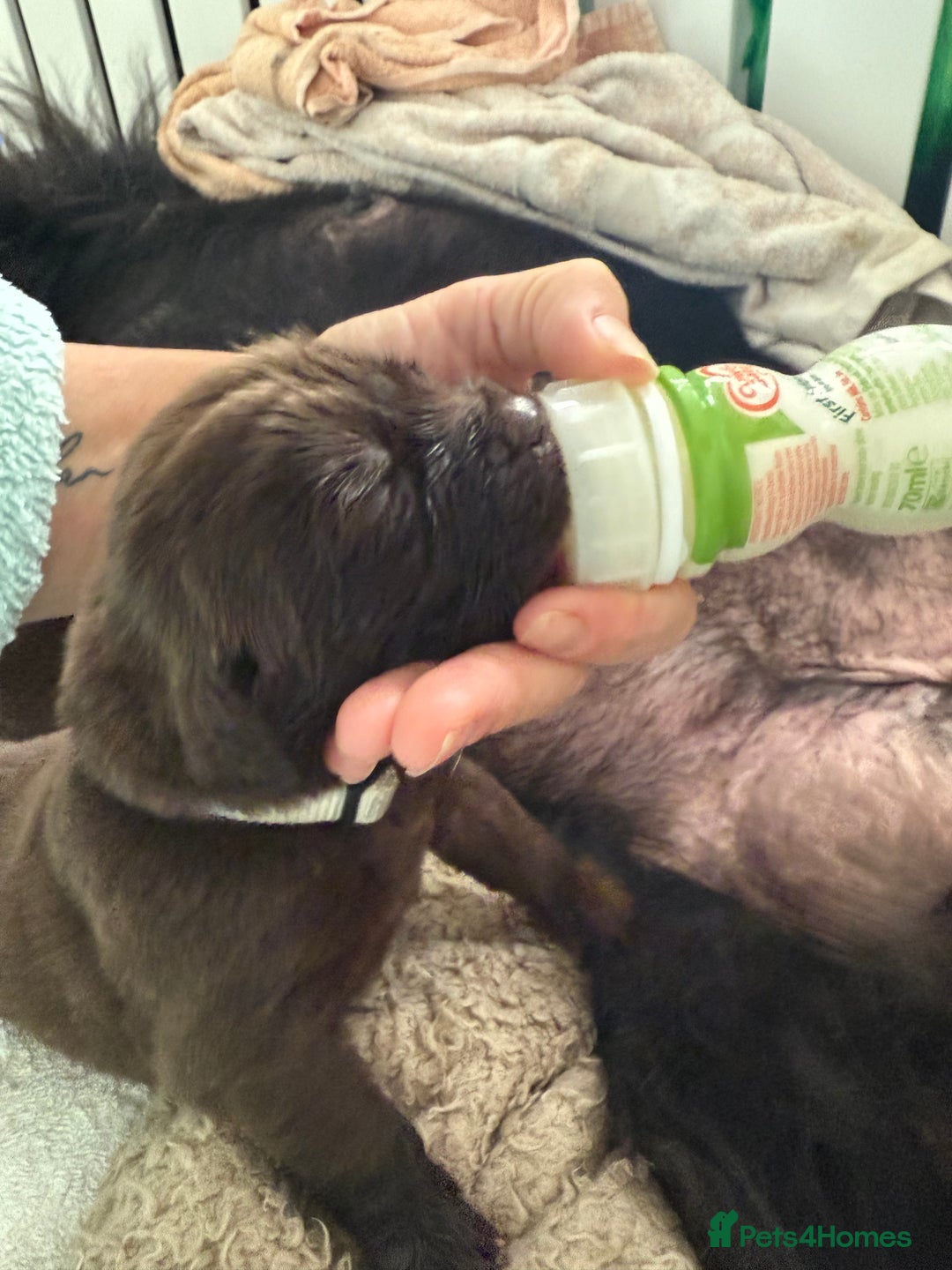 Newfoundland dogs for sale: KC registered Newfoundland Puppies. Health tested - Image 4