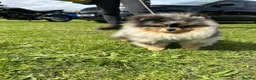 Pomeranian dogs for sale: Black and Tan Pomeranian puppies - Advert 9