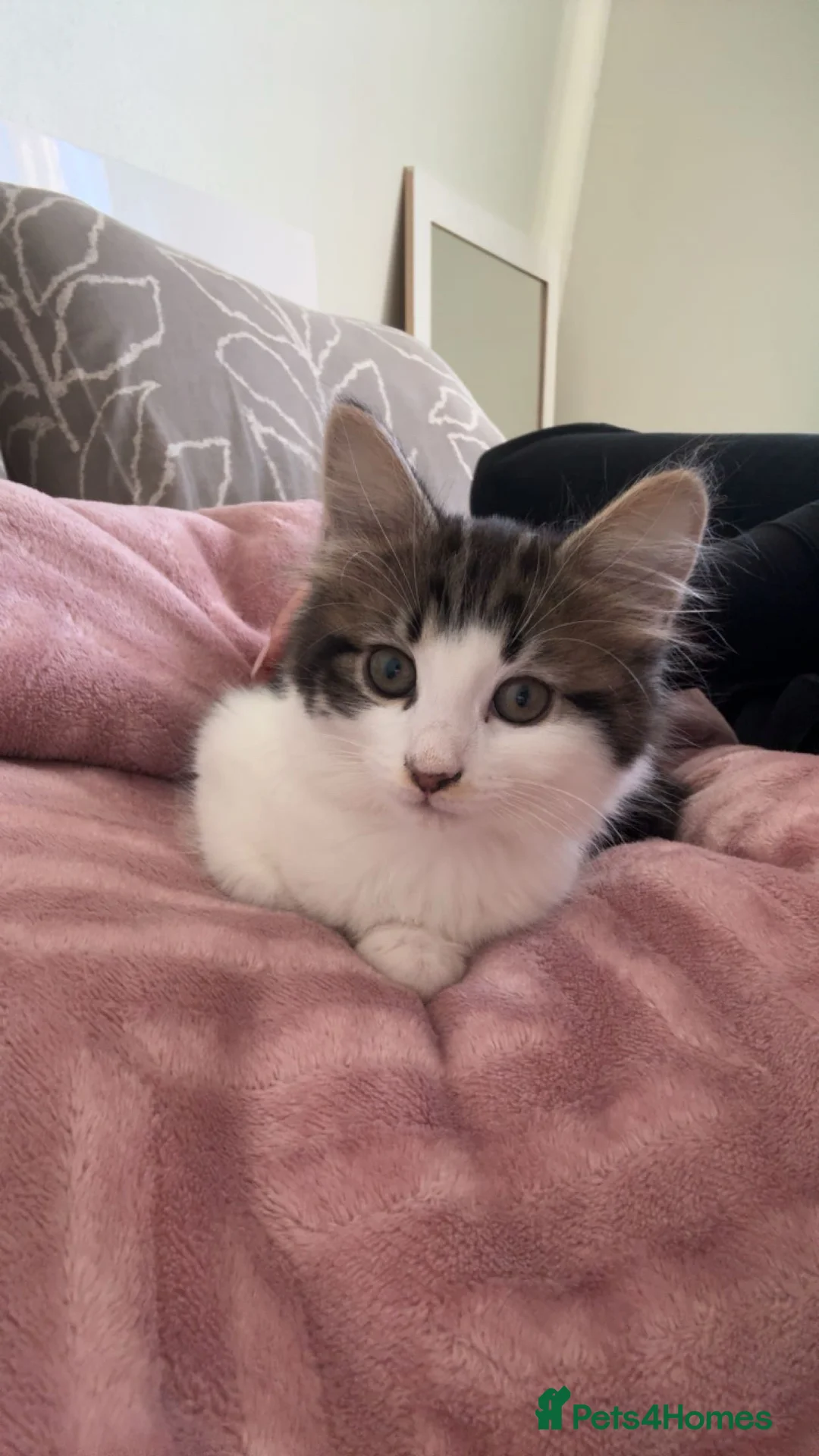 American Shorthair cats for sale: 4 Month old kitten  in Portsmouth - Advert 2