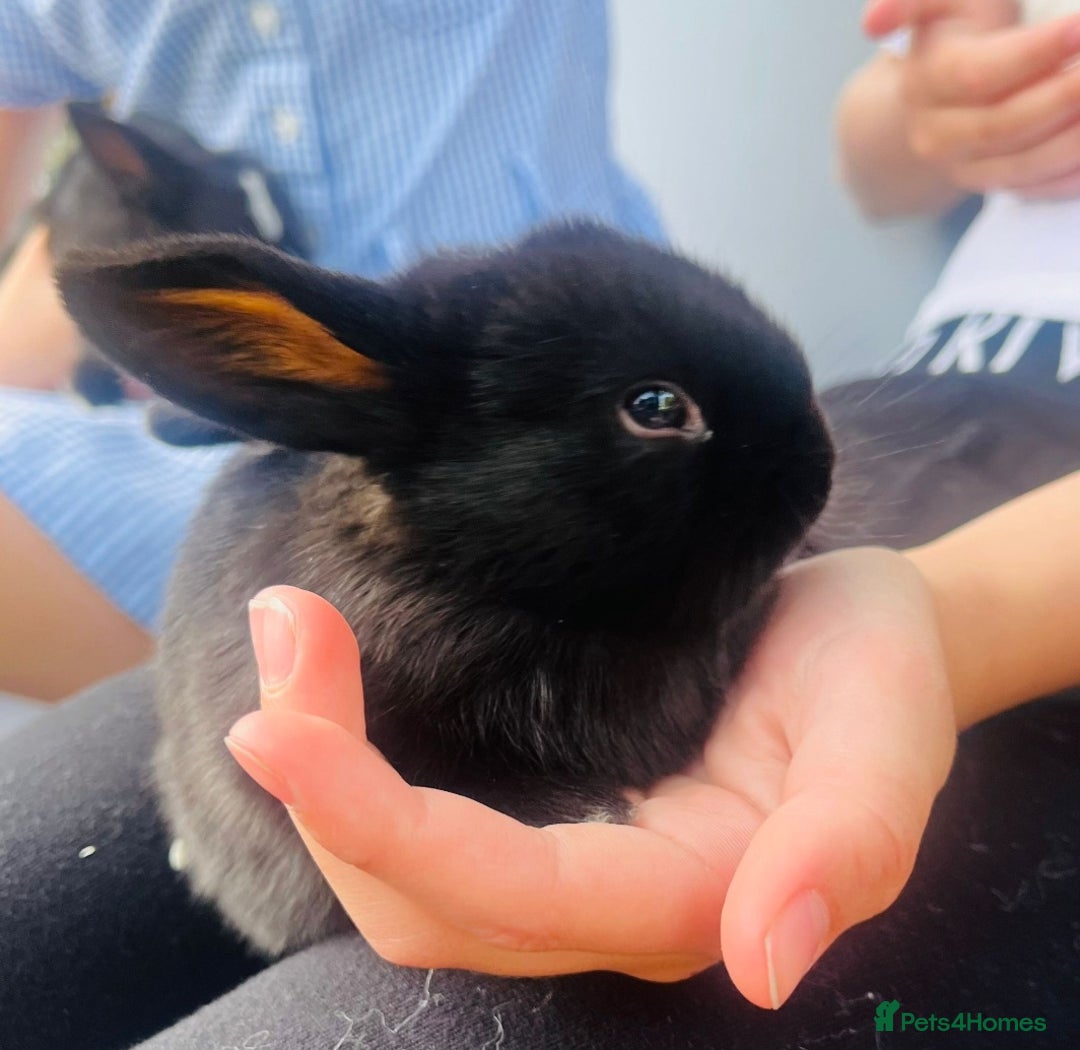 Mini Lop rabbits for sale: Baby mini lop rabbits - Image 2