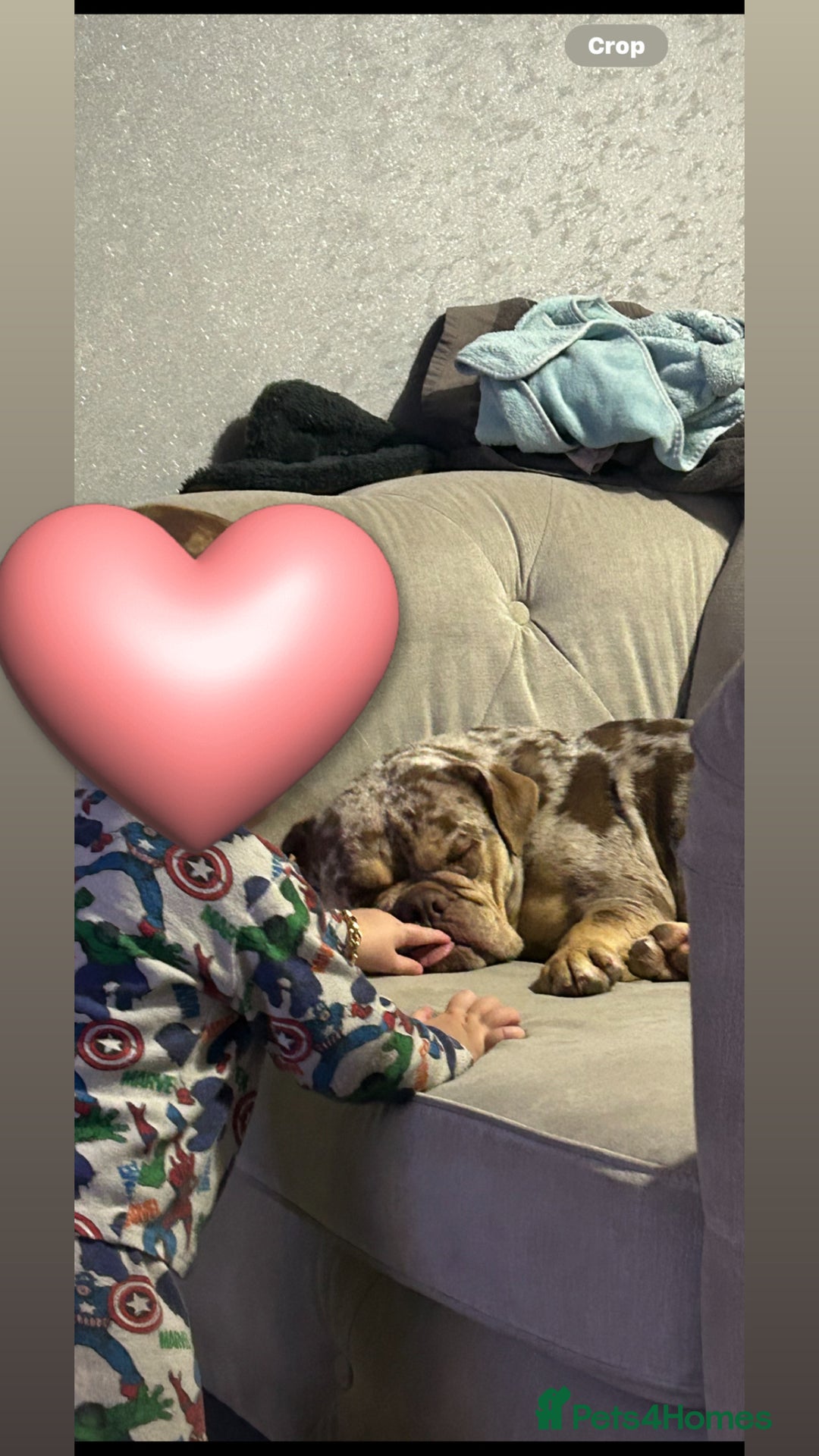 Mixed Breed dogs for sale: English bulldog Female  - Image 3