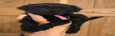 Miss Pink