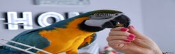 Macaws birds for sale: Tame Blue and gold macaw and military macaw - Advert 5