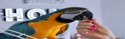 Macaws birds for sale: Tame Blue and gold macaw and military macaw - Advert 5