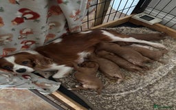 Cavapoo dogs for sale: Cavapoo Pups  - Image 13