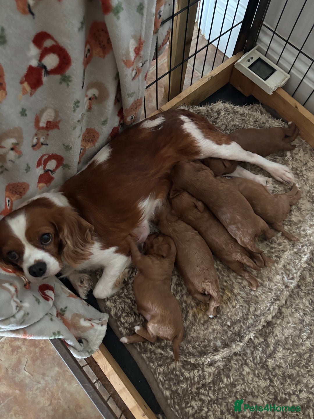Cavapoo dogs for sale: Cavapoo Pups  - Image 13