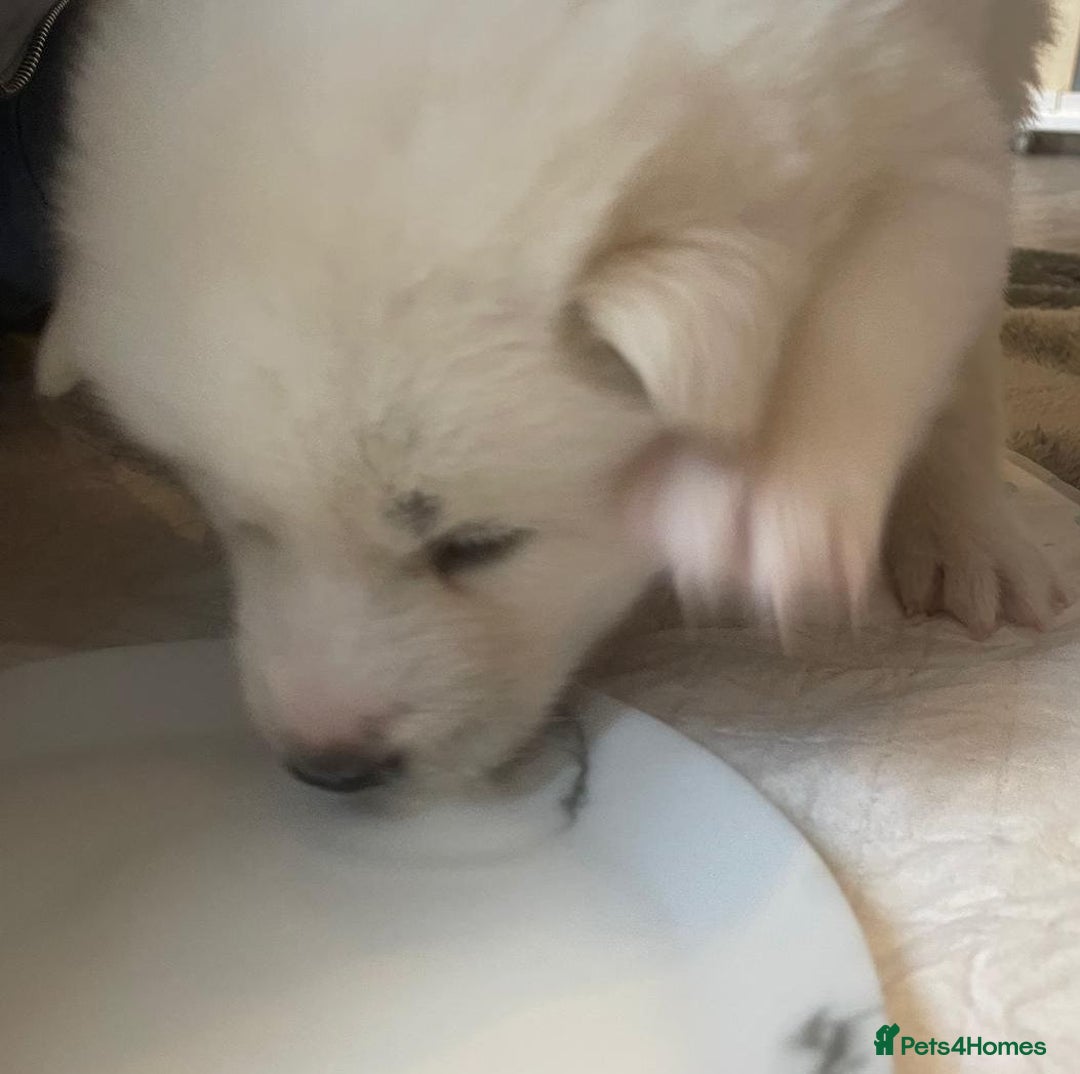 Siberian Husky dogs for sale: Gorgeous Husky puppies - Image 13