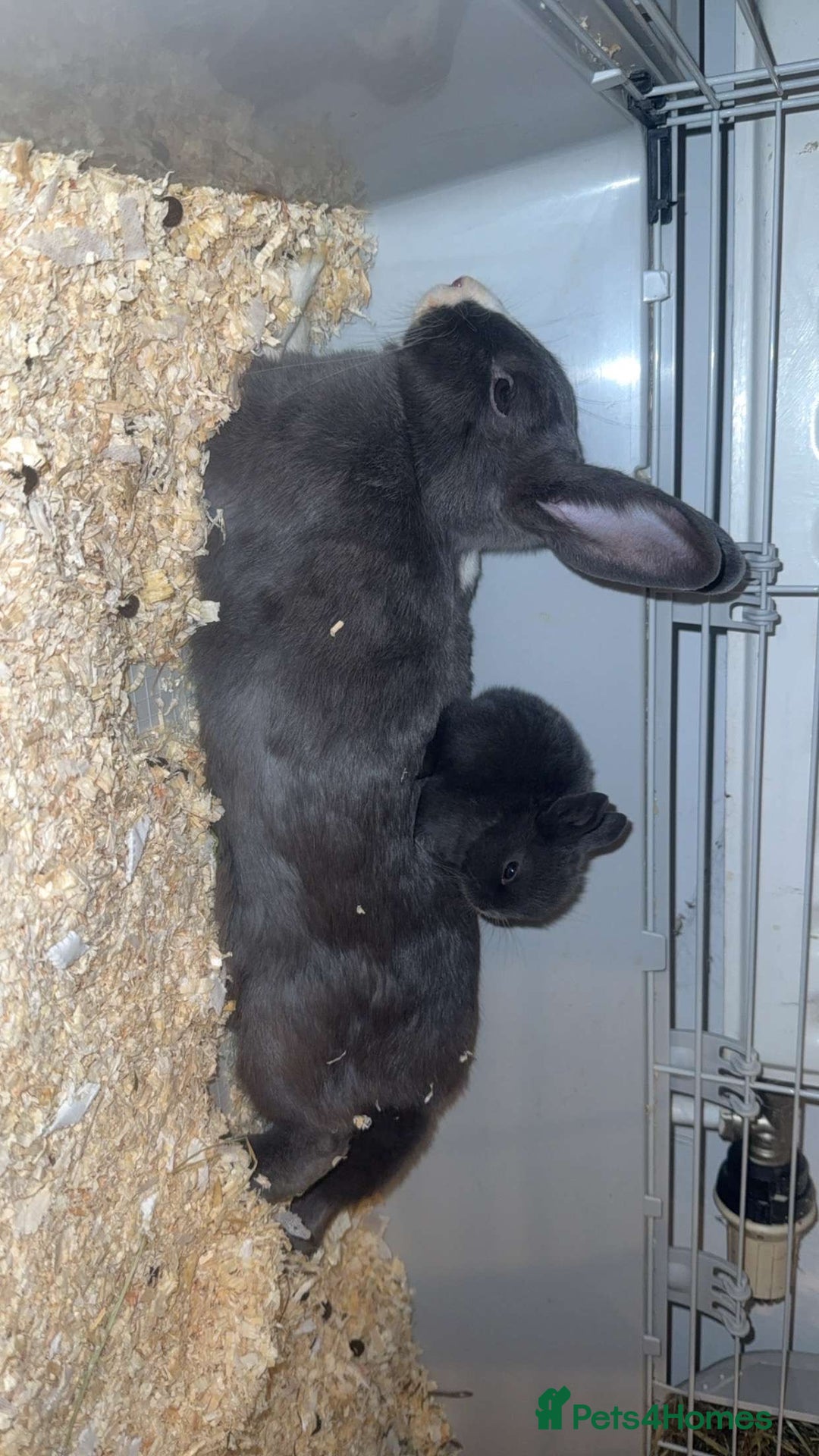 Mixed Breed rabbits for sale: savannah mini lop bunny - Image 1