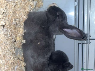 Mixed Breed rabbits - Advert 13