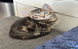 Mixed Breed cats for sale: Beautiful Kittens  - Image 10