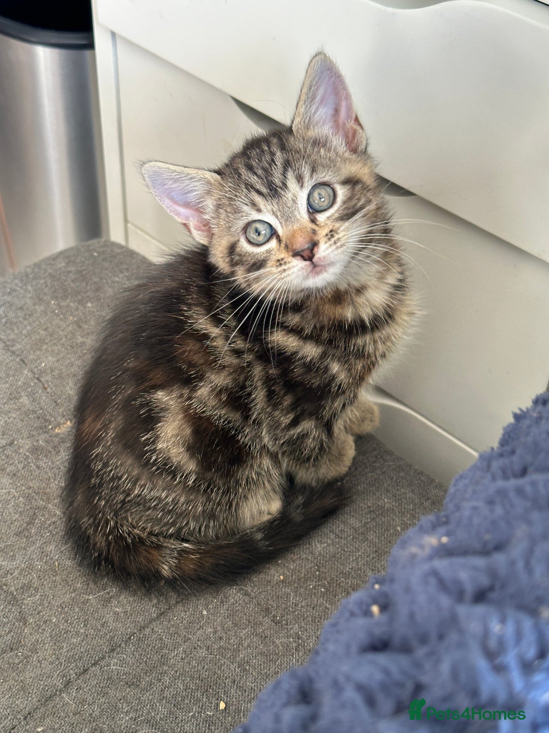 Mixed Breed cats for sale: Beautiful Kittens  - Image 10