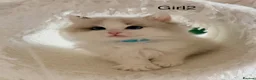Ragdoll cats for sale: Stunning champion line Ragdoll kittens - Advert 11