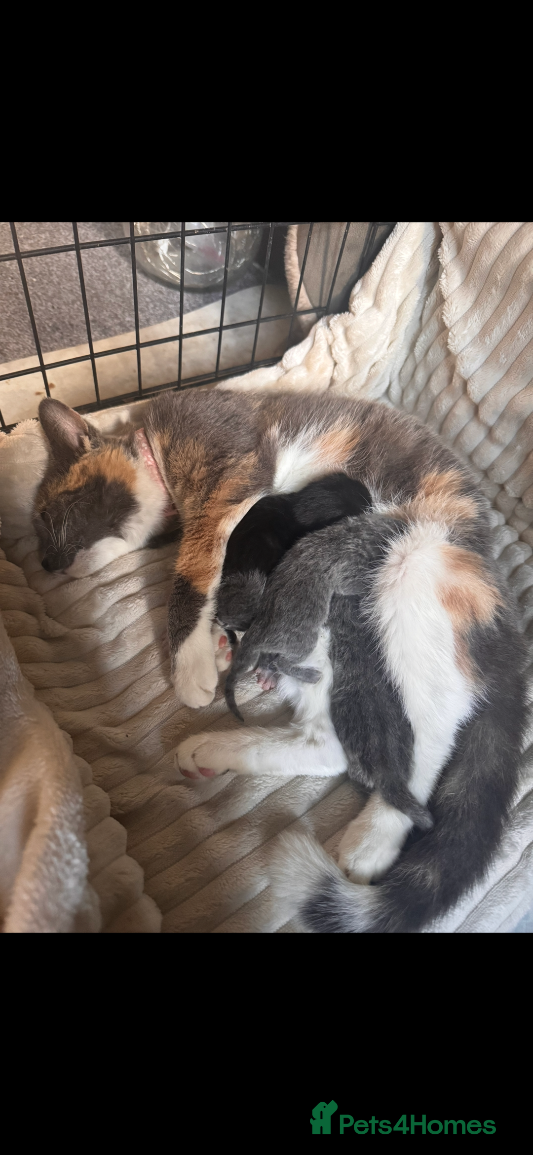 British Shorthair cats for sale: Stunning kittens  - Image 1