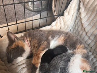 British Shorthair cats - Advert 13