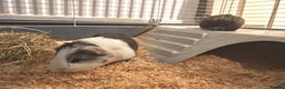 Guinea Pig rodents for sale: 2 female guinea pigs for rehoming with cage - Advert 13
