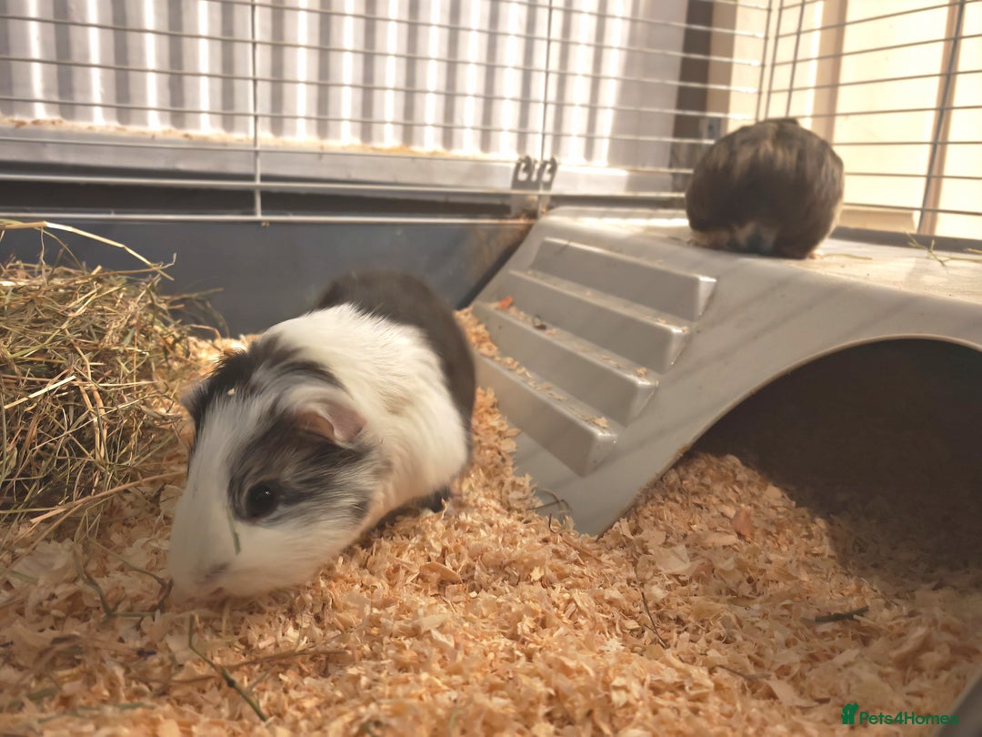 Guinea Pig rodents for sale: 2 female guinea pigs for rehoming with cage - Advert 13
