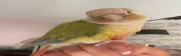 Conures birds for sale: Male Green Cheek Conure and Cockatiel  in Knutsford - Advert 8