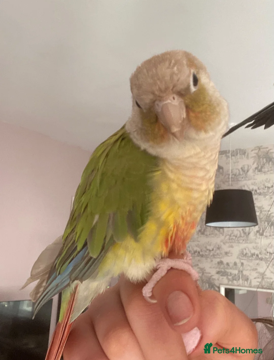 Conures birds for sale: Male Green Cheek Conure and Cockatiel  in Knutsford - Advert 8