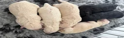 Poochon dogs for sale: Outstanding F1 health tested puppies - Advert 4