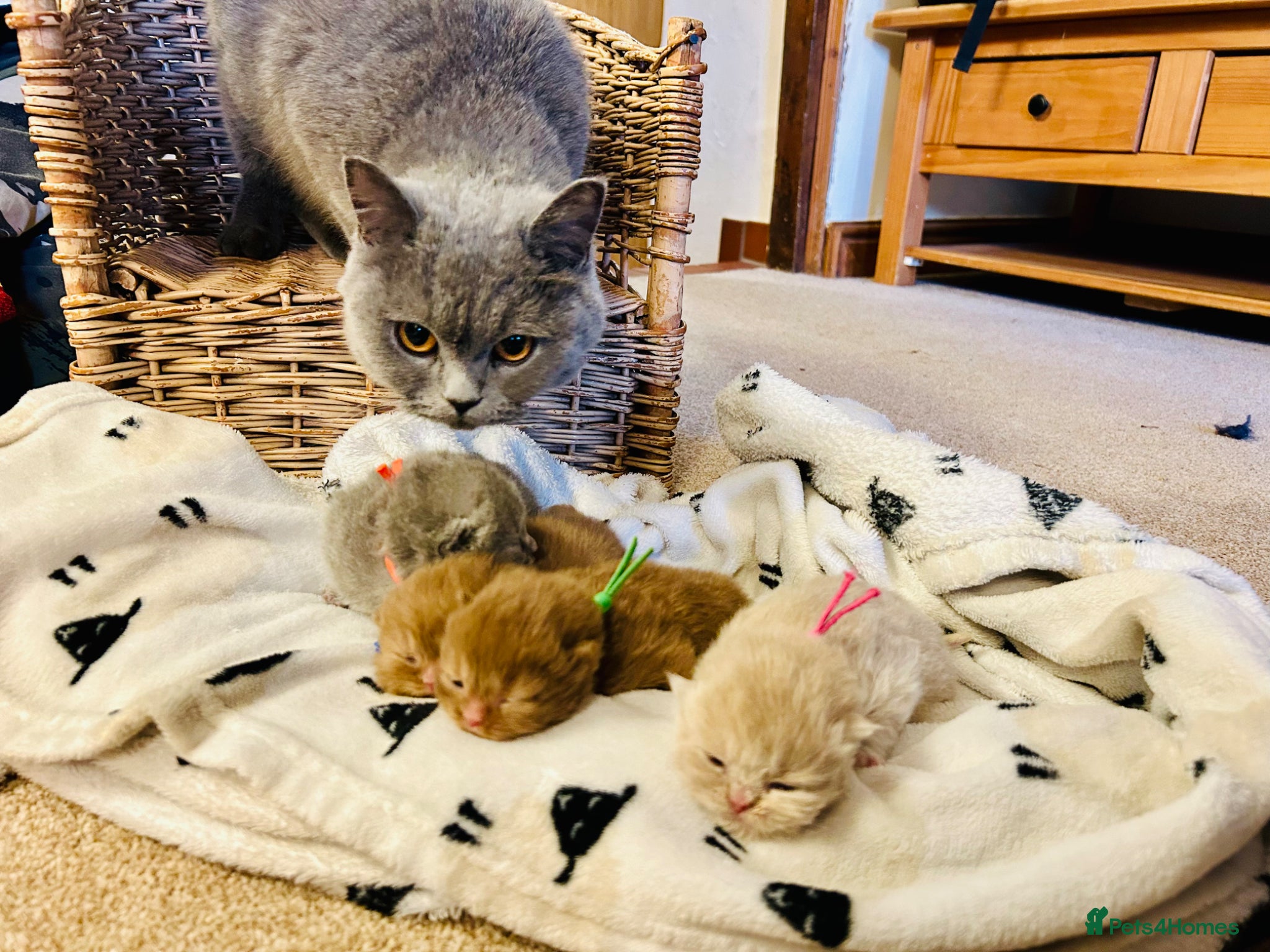 British Shorthair cats GCCF Registered British Shorthair Kittens - Advert 1