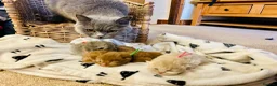 British Shorthair cats for sale: GCCF Registered British Shorthair Kittens - Advert 1