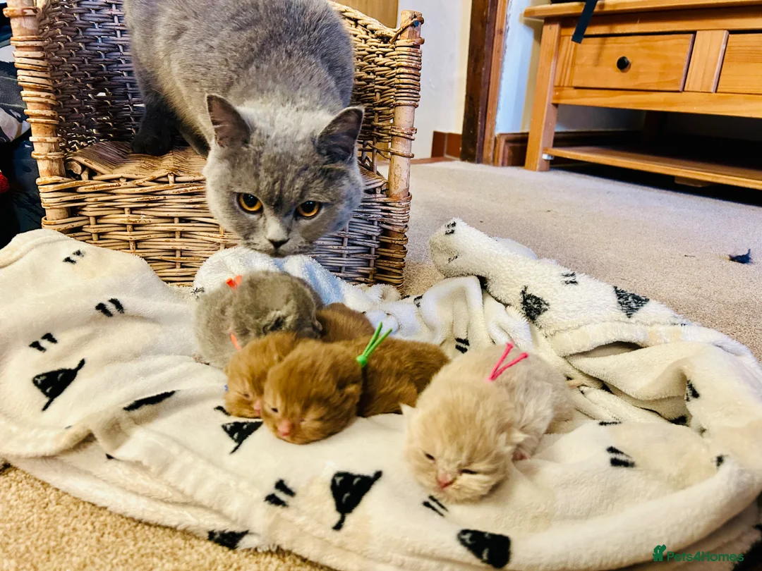 British Shorthair cats for sale: GCCF Registered British Shorthair Kittens - Advert 1