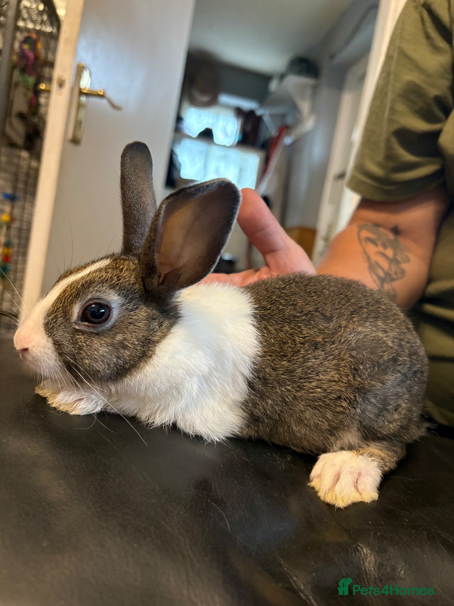 Dutch rabbits Mum and 3 kits DUTCH RABBITS💗🩵 - Advert 1