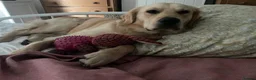 Golden Retriever dogs for stud: Woody (KENZRIGGMAC BOURBON CREAM) - Advert 4