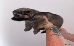 German Shepherd dogs for sale: Beautiful German Shepard puppies - Image 8