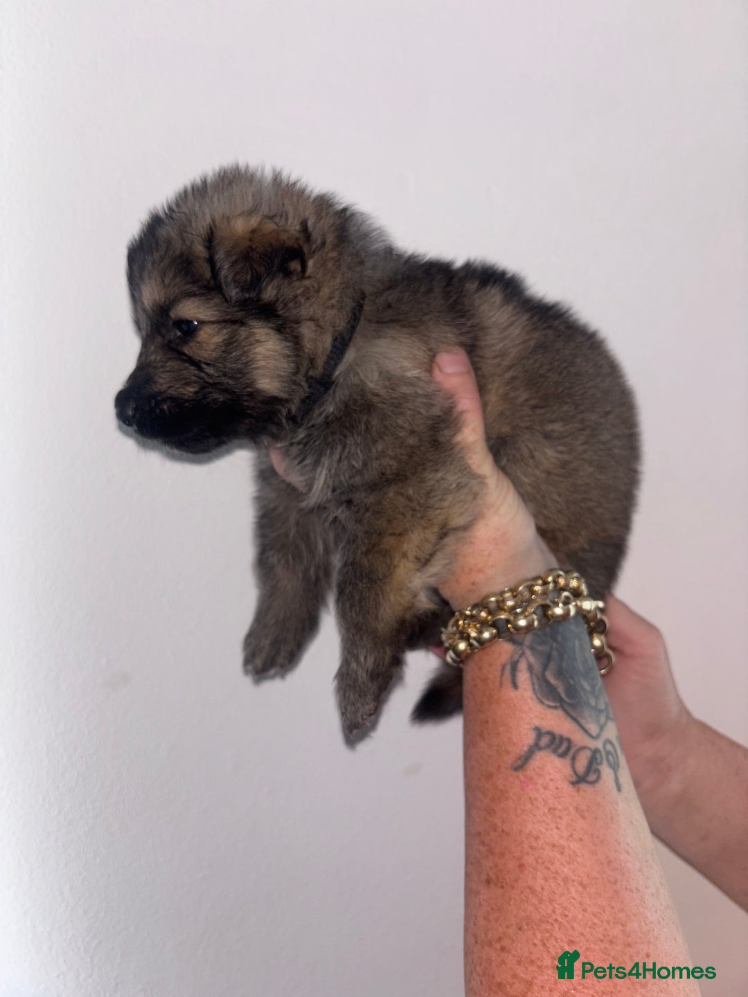 German Shepherd dogs for sale: Beautiful German Shepard puppies - Image 8
