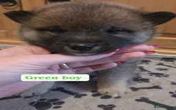 Japanese Shiba Inu dogs for sale: Shiba Inu – 5 Puppies  - Advert 10