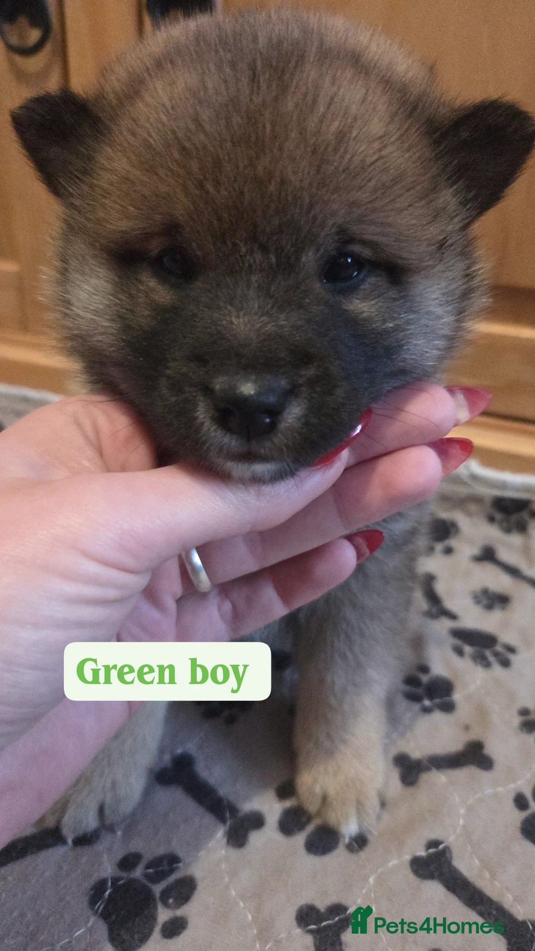 Japanese Shiba Inu dogs for sale: Shiba Inu – 5 Puppies  - Advert 10