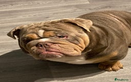 English Bulldog dogs for sale: English bulldog - Image 1