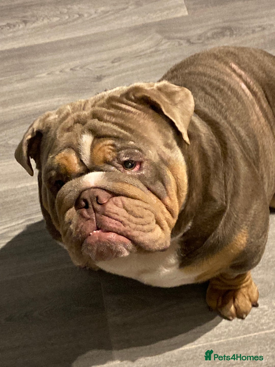 English Bulldog dogs for sale: English bulldog - Image 1