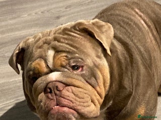 English Bulldog dogs for sale - Advert 1