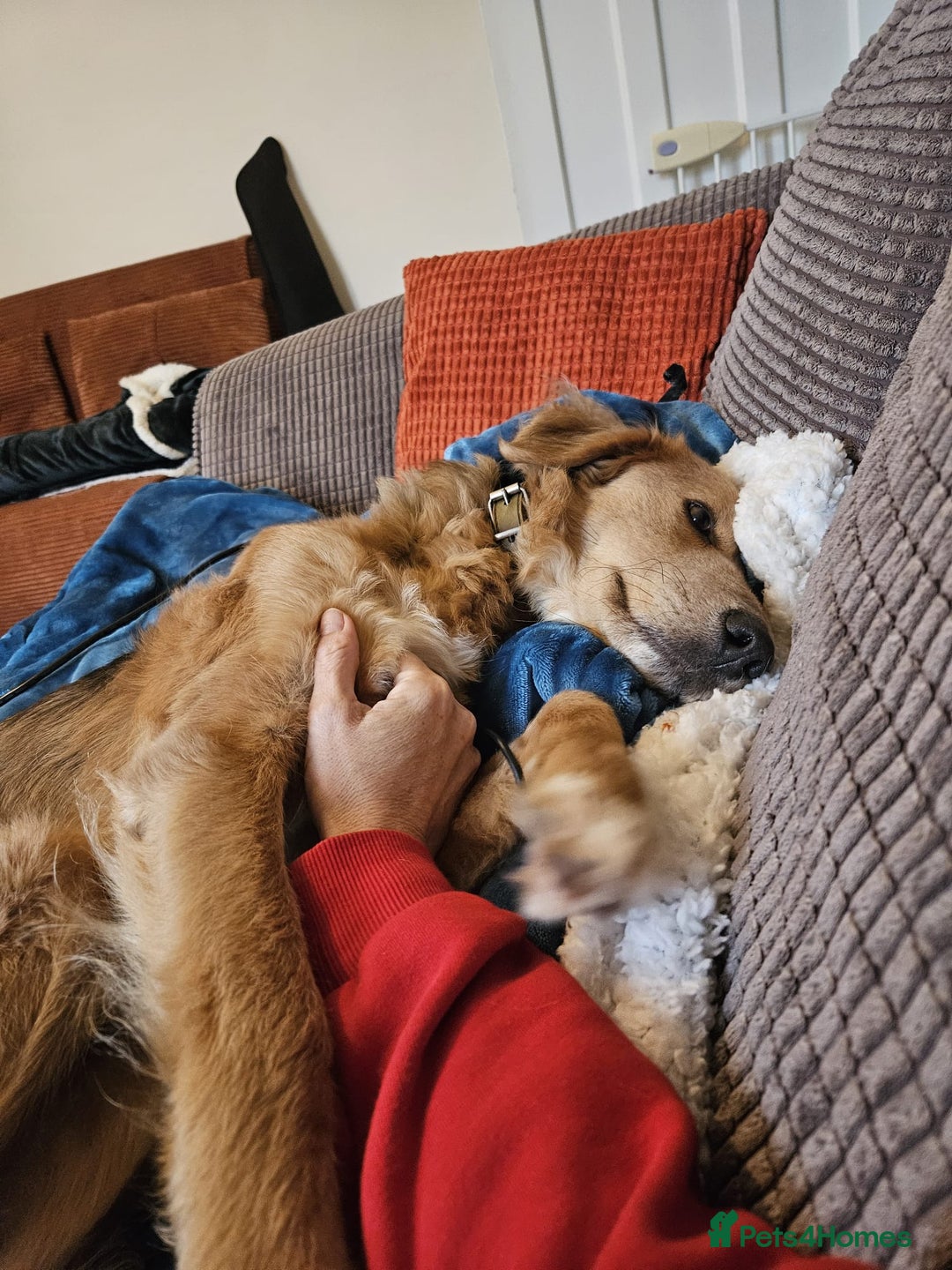 Mixed Breed dogs for adoption: Sweet Nathan Is looking for Love  - Image 4