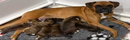 Boxer dogs for sale: Beautiful Boxer Puppies  in Stoke-on-Trent - Advert 1