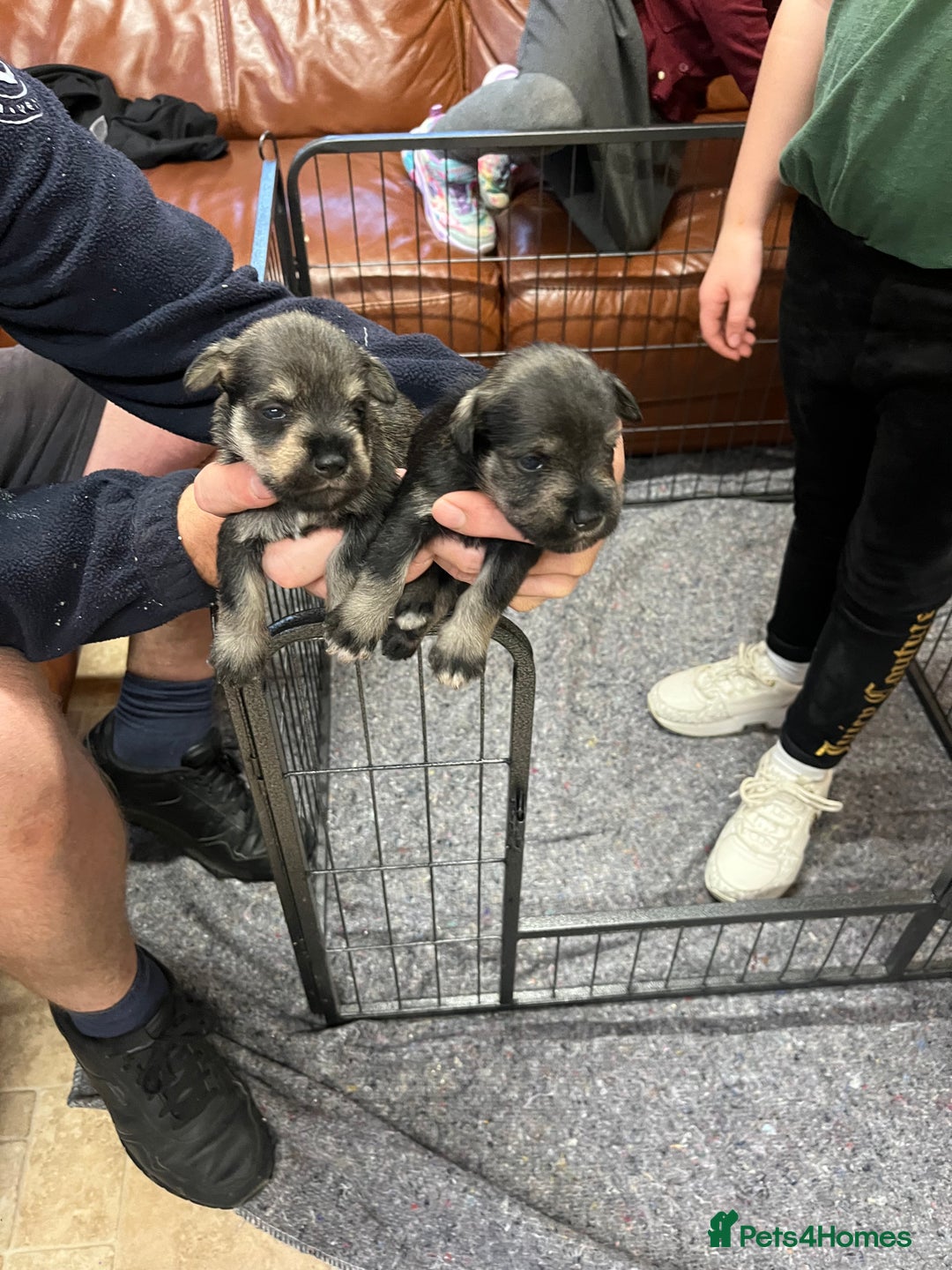 Miniature Schnauzer dogs for sale: KC Miniature Schnauzer Puppies - Image 7