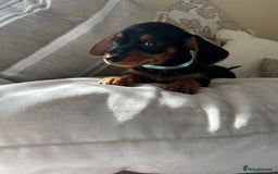 Miniature Dachshund dogs for sale: Miniature dachshunds - Image 37