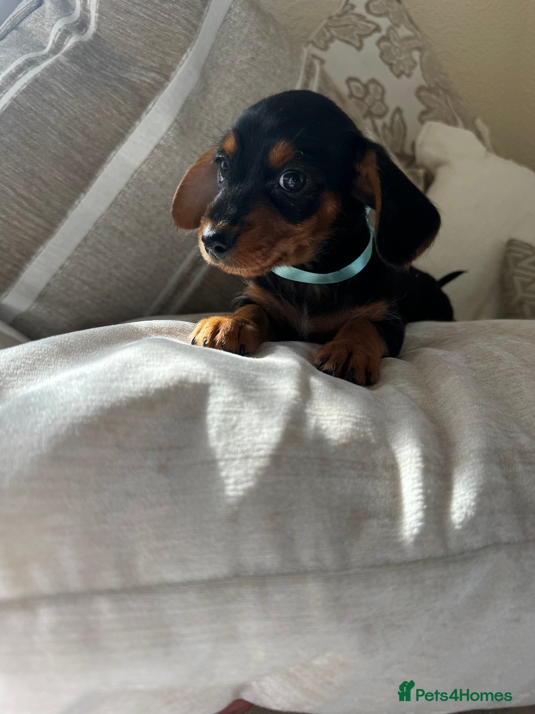 Miniature Dachshund dogs for sale: Miniature dachshunds - Image 37