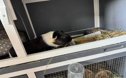Guinea Pig rodents for sale: 2x guinea pigs for sale  - Image 3