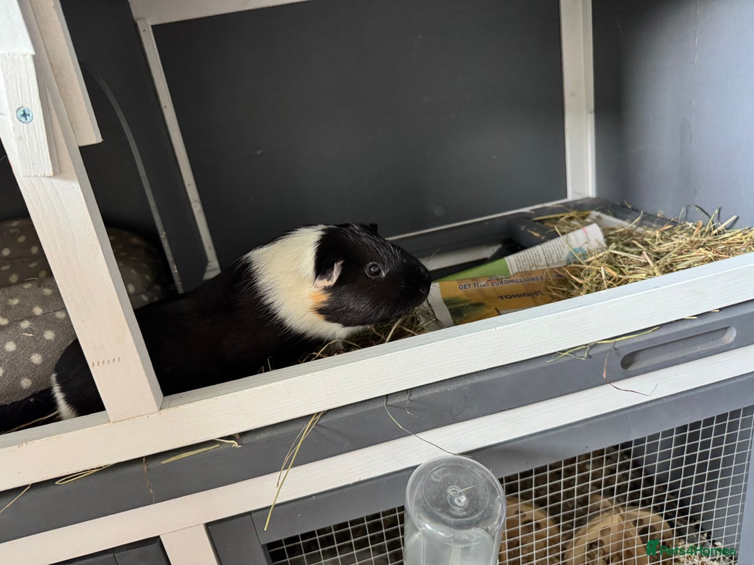Guinea Pig rodents for sale: 2x guinea pigs for sale  - Image 3