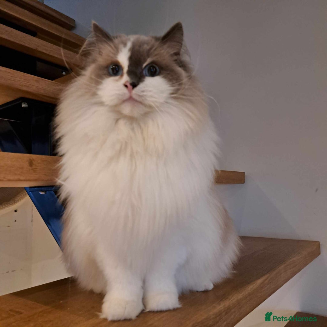 Ragdoll cats for sale: Loving Ragdoll girl for sale - Image 3