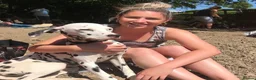 Dalmatian dogs for sale: Blue is looking for his second home *please read* in Lancaster - Advert 28