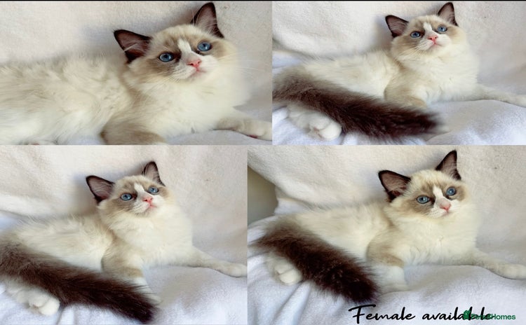 Ragdoll cats - Advert 1