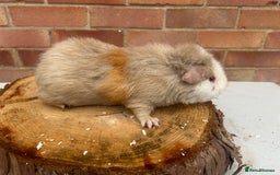 Guinea Pig rodents for sale: Free Male Guinea pigs  - Image 14