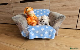 Maltese dogs for sale: KC Korean Maltese Terrier Puppies - Image 6