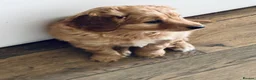 Mixed Breed dogs for sale: Hassan H - Advert 7